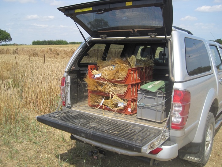 Bring the accession back to the Seed Store from regeneration at our plots at church farm, August 2014.