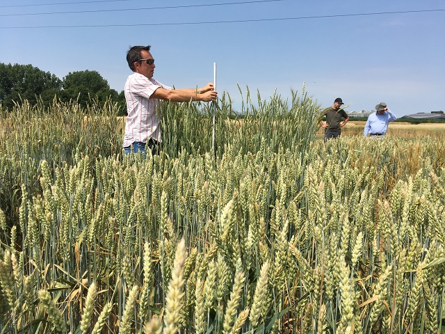 Simon measuring DFW material.