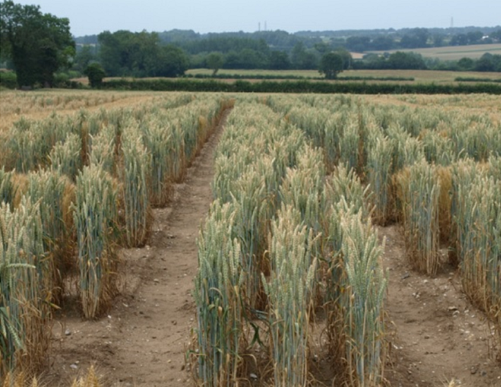 Cadenza wheat TILLING lines growing at Church Farm.