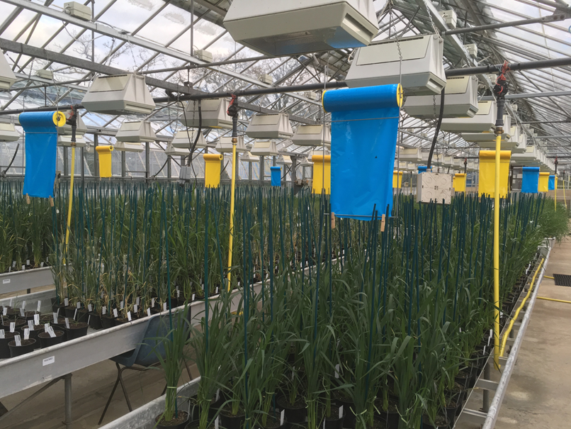 Glasshouse regeneration of GRU material.