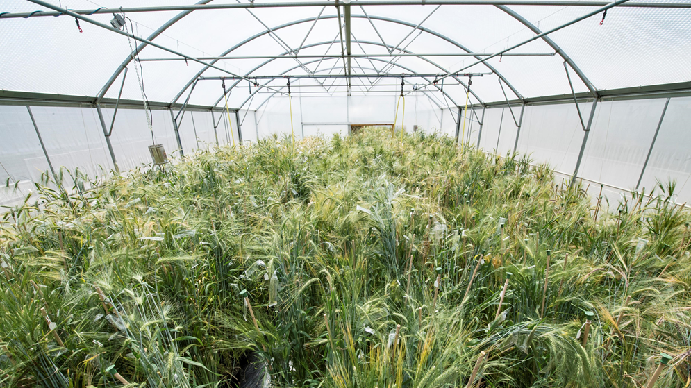 Poly Tunnel Regeneration of GRU Barley accessions.