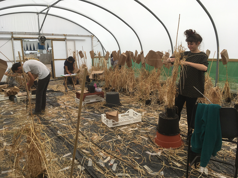 Harvesting Barley Accessions, 2019.