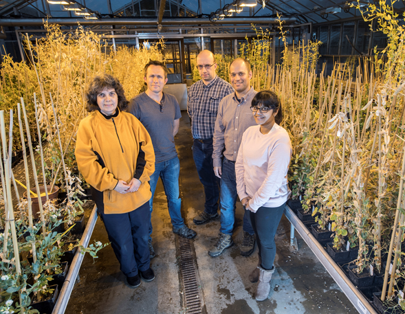 Core GRU Staff photo inside the Pea Greenhouses, Spring 2018.