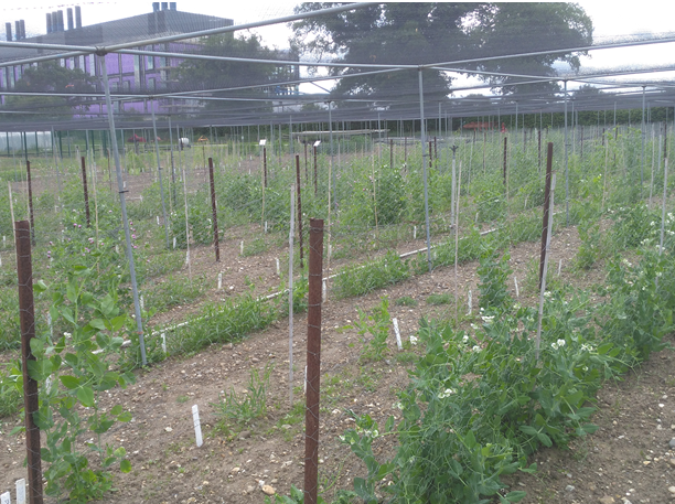 GRU Pea regeneration cage at JIC.