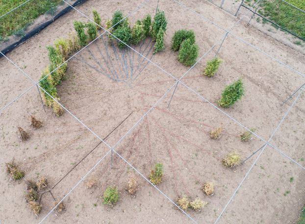 Pea phylogenetic tree.