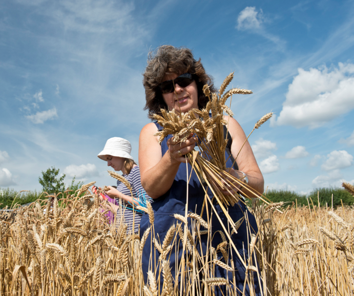 GRU staff hand harvesting wheat from our regeneration plots 2016.