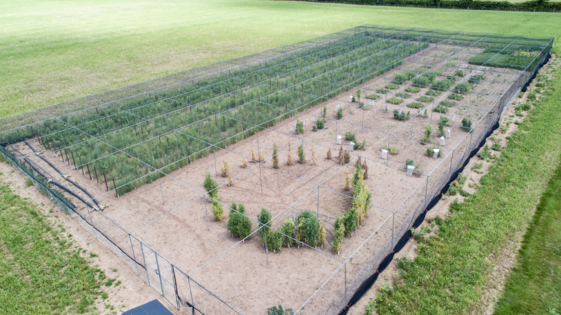 Pea phylogenetic tree and field regeneration.