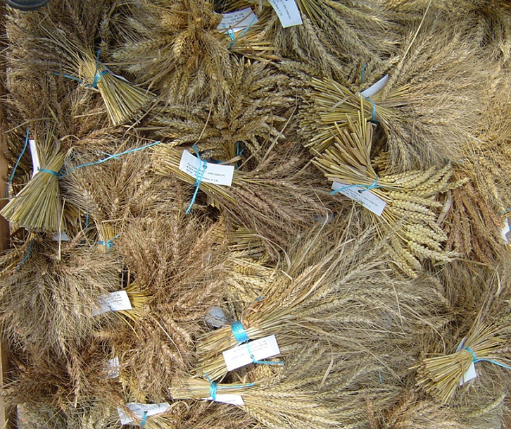 Bunches of hand harvested GRU wheat accessions.